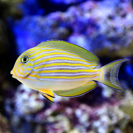 楽天市場 チャーム 海水魚の通販 楽天市場 チャーム 海水魚の通販