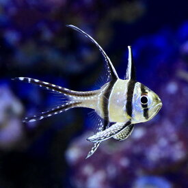 楽天市場 海水魚 生体 チャームの通販