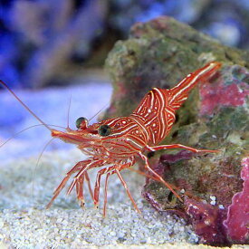 （海水魚）エビ　キャメルシュリンプ　Lサイズ（1匹）