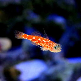 楽天市場 海水 ハゼ 飼育の通販