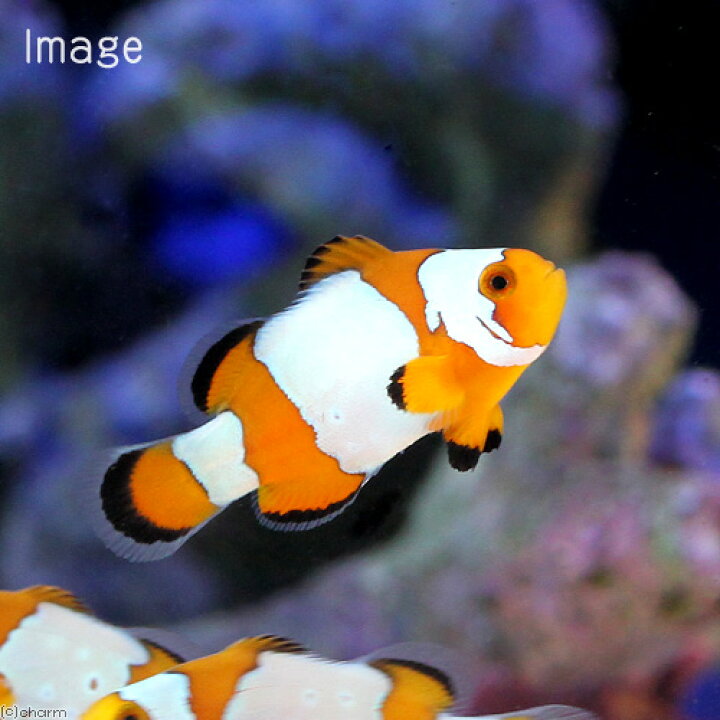 楽天市場 海水魚 スノーフレークオセラリス 国産ブリード １匹 沖縄別途送料 Charm 楽天市場店