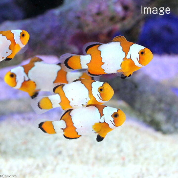 楽天市場 海水魚 スノーフレークオセラリス 国産ブリード １匹 沖縄別途送料 Charm 楽天市場店