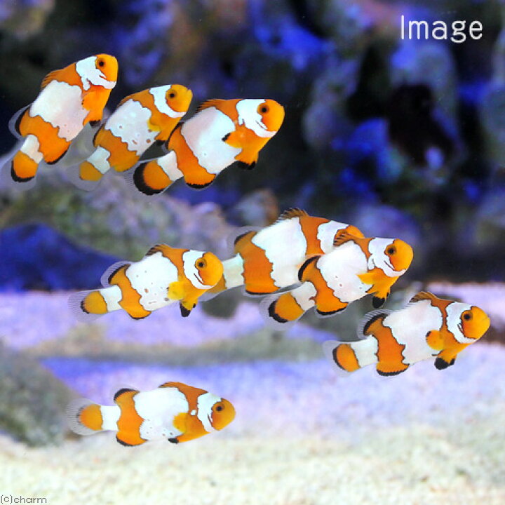 楽天市場 海水魚 スノーフレークオセラリス 国産ブリード １匹 沖縄別途送料 Charm 楽天市場店