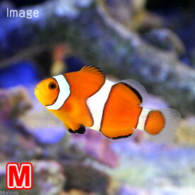 （海水魚）カクレクマノミ　Mサイズ（国産ブリード）（1匹）熱帯魚