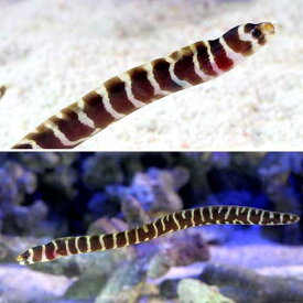楽天市場 サメ 熱帯魚 アクアリウム ペット ペットグッズ の通販
