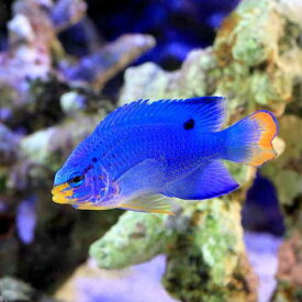 楽天市場 チャーム 種 観賞魚 スズメダイ ペット ペットグッズ の通販