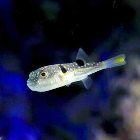 楽天市場 海水魚 フグの通販