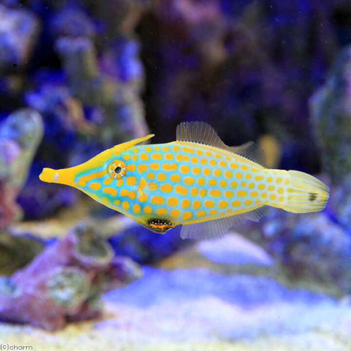 楽天市場 海水魚 テングカワハギ 1匹 北海道 九州航空便要保温 Charm 楽天市場店 楽天市場 海水魚 テングカワハギ 1匹 北海道 九州航空便要保温 Charm 楽天市場店