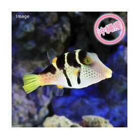 楽天市場 シマキンチャクフグの通販