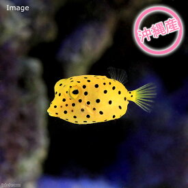楽天市場 ハリセンボン 観賞魚 熱帯魚 アクアリウム ペット ペットグッズの通販