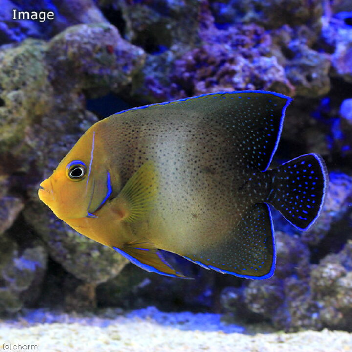 海水魚 ヤッコ アデヤッコ 沖縄別途送料 1匹 成魚 sサイズ 海水魚 ヤッコ アデヤッコ 沖縄別途送料 1匹 成魚 sサイズ