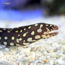 楽天市場 サメ 生体 熱帯魚 アクアリウム ペット ペットグッズ の通販