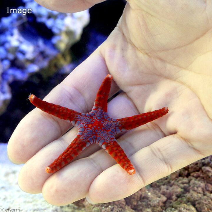 楽天市場 海水魚 ヒトデ ソメワケジュズベリヒトデ １匹 Charm 楽天市場店