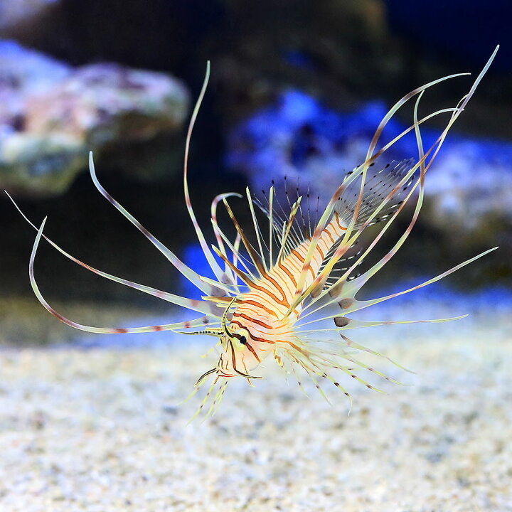 楽天市場 海水魚 ハナミノカサゴ ｓサイズ １匹 北海道 九州航空便要保温 Charm 楽天市場店