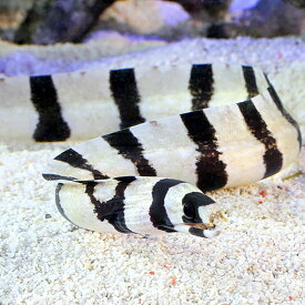 楽天市場 ウツボ 飼育 販売 観賞魚 熱帯魚 アクアリウム ペット ペットグッズの通販