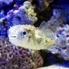楽天市場 ハリセンボン 飼育 観賞魚 熱帯魚 アクアリウム ペット ペットグッズの通販