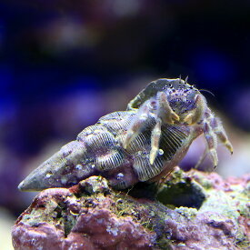 （海水魚）ヤドカリ　ホワイトリーフハーミットクラブ（1匹）　北海道・九州航空便要保温