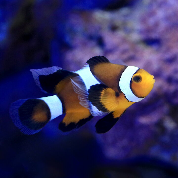 楽天市場】（海水魚）ロングフィンペルクラクラウン（ブリード）（1匹 