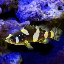 楽天市場】淡水エイ（観賞魚｜熱帯魚・アクアリウム）：ペット・ペット 