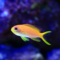 （海水魚）キンギョハナダイ　メス　Sサイズ（3匹）　北海道・九州航空便要保温