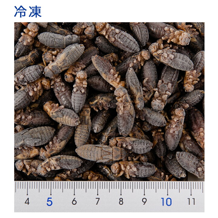 楽天市場 冷凍 フタホシｍｌ １００ｇ 月夜野ファーム 冷凍コオロギ 国産 別途クール手数料 常温商品同梱不可 Charm 楽天市場店