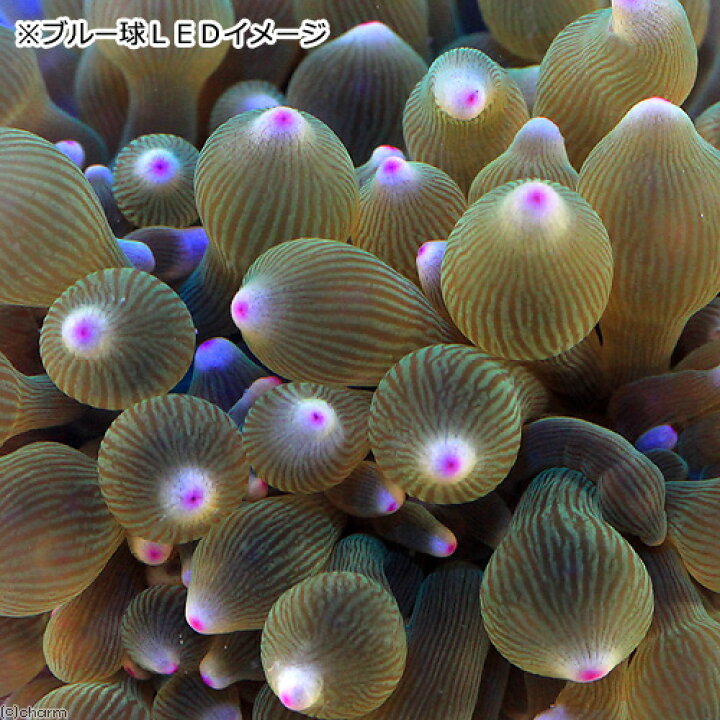 楽天市場】（海水魚）サンゴイソギンチャク グリーン＆ピンクチップ M 