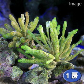 （海水魚）海藻　イソスギナ　石付き（1個）