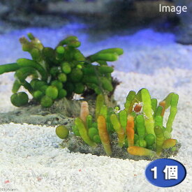 （海水魚）海藻　ナガミズタマ （1個）
