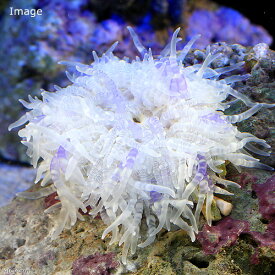 楽天市場 海水魚 生体チャームの通販