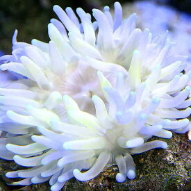 （海水魚）ロングテンタクルアネモネ　おまかせカラー　Sサイズ（1匹）無脊椎動物　北海道・九州航空便要保温