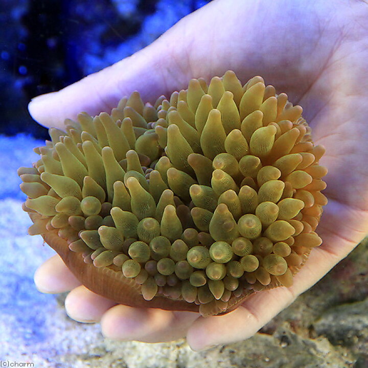 最大 Offクーポン 海水魚 サンゴイソギンチャク ｍサイズ ２匹 無脊椎動物 Riosmauricio Com