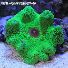 楽天市場 ハタゴイソギンチャクの通販