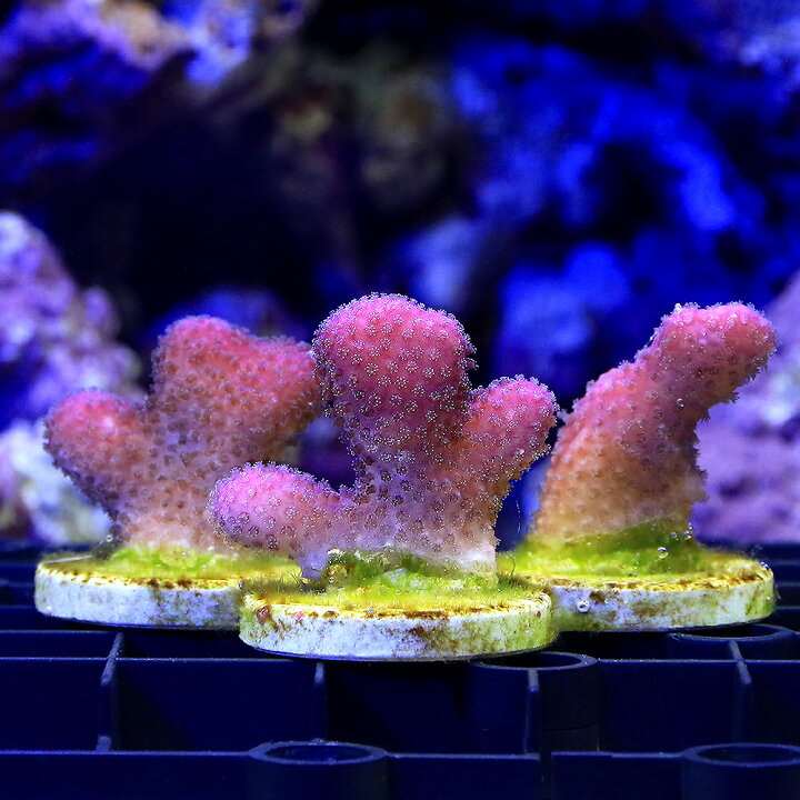 楽天市場】（サンゴ）ショウガサンゴ ピンク プラグ付き（1個） y 