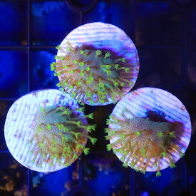 楽天市場 ソフトコーラルの通販