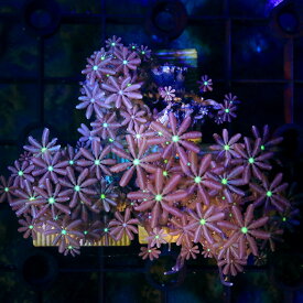 楽天市場 ソフトコーラルの通販