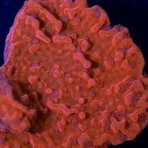 楽天市場】ウスコモンサンゴ（熱帯魚・アクアリウム｜ペット・ペット 