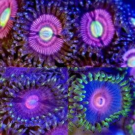 （サンゴ）おまかせマメスナギンチャク　ピンク系　Mサイズポリカプラグ付き（1個）　yl-37　北海道・九州航空便要保温