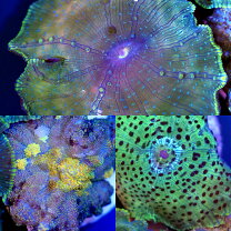 楽天市場】ディスクコーラル（観賞魚｜熱帯魚・アクアリウム）：ペット 