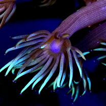 楽天市場】ハナミノカサゴ（観賞魚｜熱帯魚・アクアリウム）：ペット 