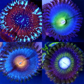 （サンゴ）おまかせマメスナギンチャク　Sサイズポリカプラグ付き（1個）　yl-63　北海道・九州航空便要保温