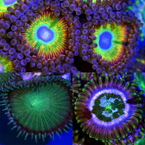 楽天市場】マメスナ フラグ（観賞魚｜熱帯魚・アクアリウム）：ペット 