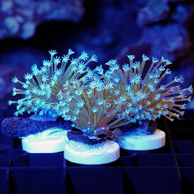 （サンゴ）オーストラリア産　ウミキノコ　ロングポリプ　グリーン　プラグ付き（1個）　北海道・九州航空便要保温