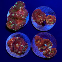 楽天市場】カクオオトゲキクメイシ（熱帯魚・アクアリウム｜ペット 