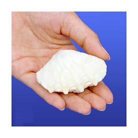 楽天市場 オカヤドカリ レイアウト 30cmの通販