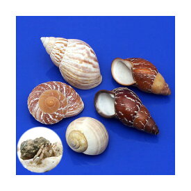 貝殻　おかやどかりの貝殻　Mサイズ　おまかせ（殻口15～25mm）（5個入り）（形状お任せ）【HLS_DU】　関東当日便