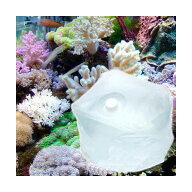 （海水魚）足し水くん　テナーボトル　天然海水（海洋深層水）　100リットル　5個口送料無料　航空便不可…