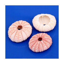 貝殻　シェルコレクション　ピンクシーアーチン　2個　形状お任せ【HLS_DU】　関東当日便