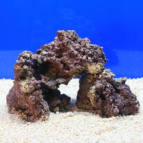 楽天市場】海水魚 ライブロックの通販