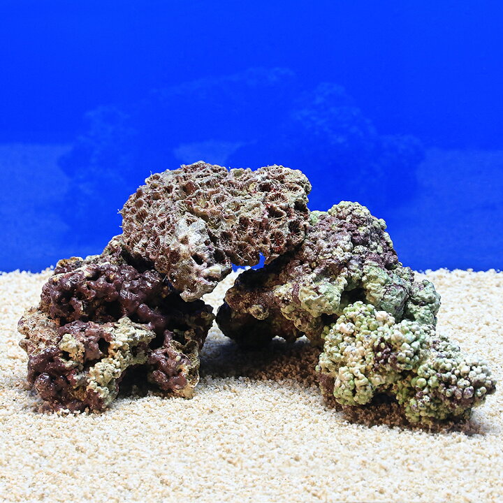 ライブロックに付いてきた生き物たち - 淡水海水30cm生活 ライブロック　珊瑚の死骸　化石　水槽　アクアリウム