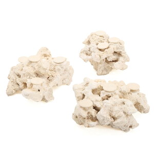 }RbN@[tZ[o[@tOx[X@SSTCY@1@Cp@p΁@fXbN@΃TS@֓